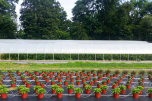 A greenhouse with rows of potted plants at a farm market