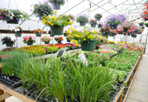 A greenhouse filled with plants.