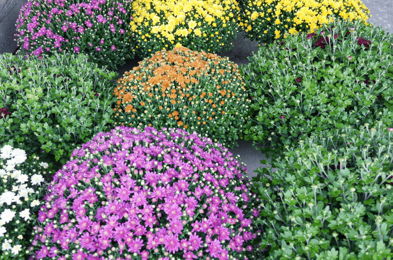 Conestoga Valley Greenhouse reallancastercounty