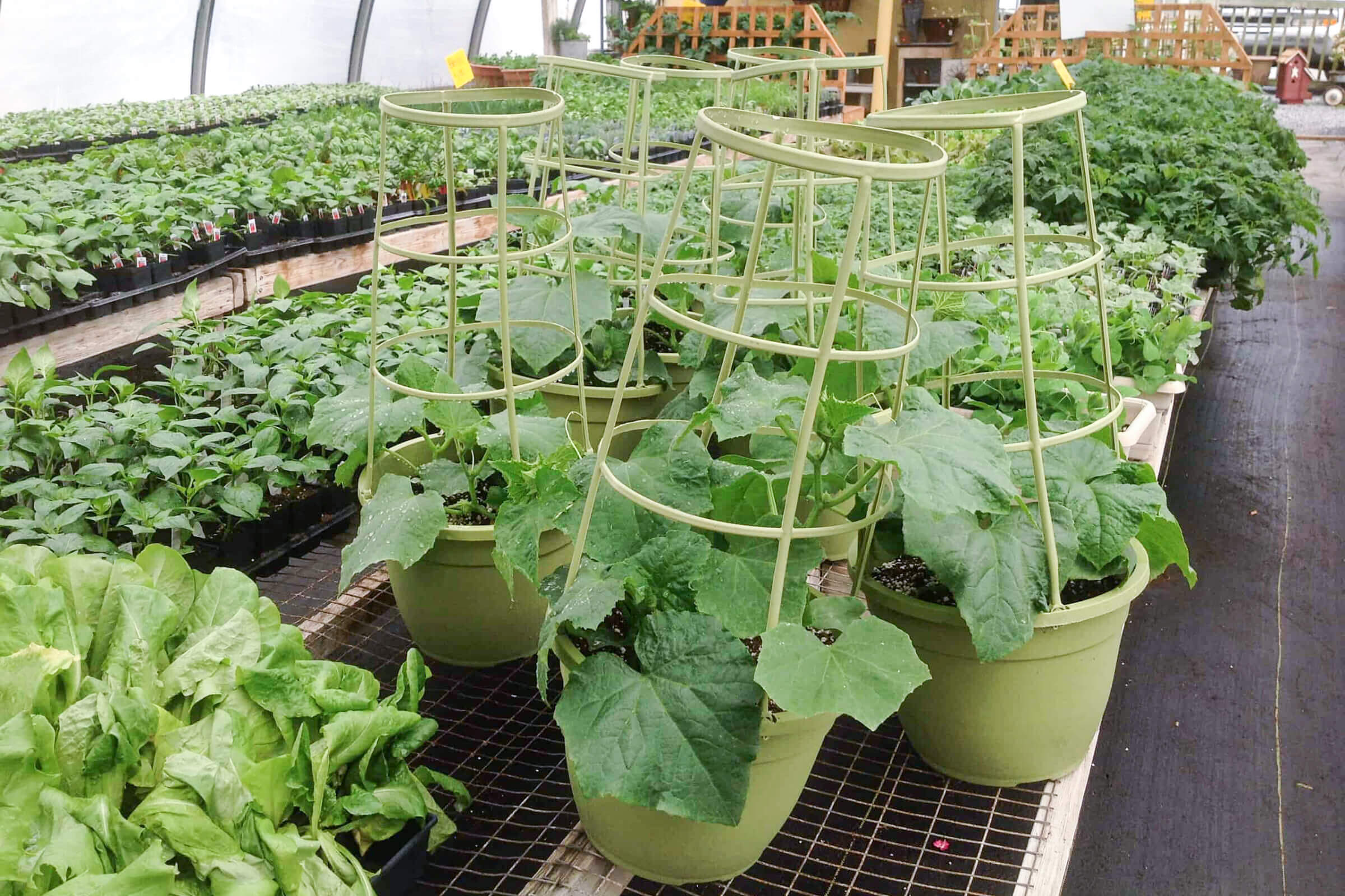 Hoover’s Greenhouse of Leola reallancastercounty