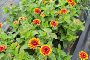 A group of red and orange flowers in a garden at a farm market