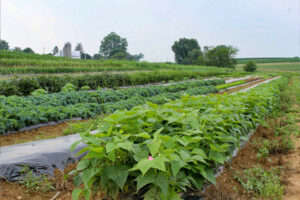 A field of vegetables and plants.