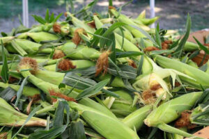 Pile of corn husks at a farm market