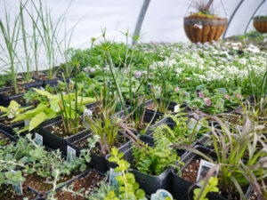 A group of plants in trays in a greenhouse.