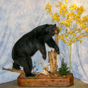 Stuffed and Posed Black Bear