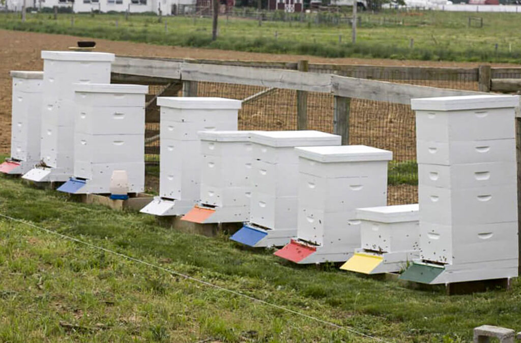 Forest Hill Woodworking Paradise PA A row of bee hives in a field.