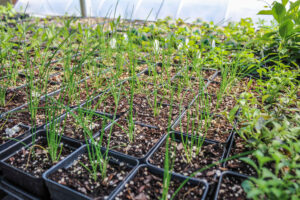 Seedlings in trays in a greenhouse.