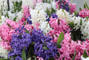 Hyacinths in bloom at a flower market.