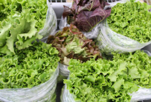 Many bags of lettuce are sitting on a table.