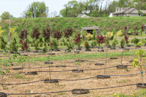 A row of trees in a field.