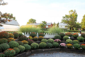A row of potted mums at a farm market