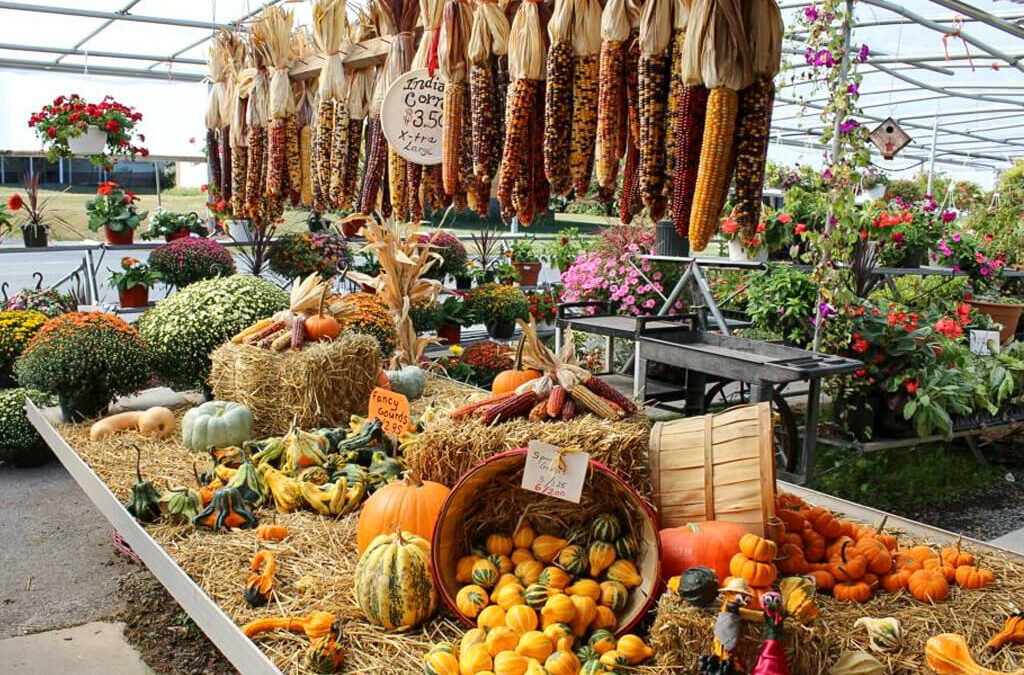 Wayside Produce East Earl PA A display of corn and pumpkins in a greenhouse.