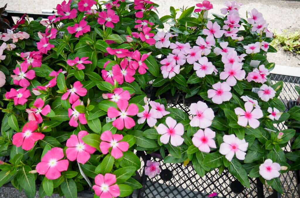 Wayside Produce East Earl PA A group of pink and white flowers in a basket at a farm market