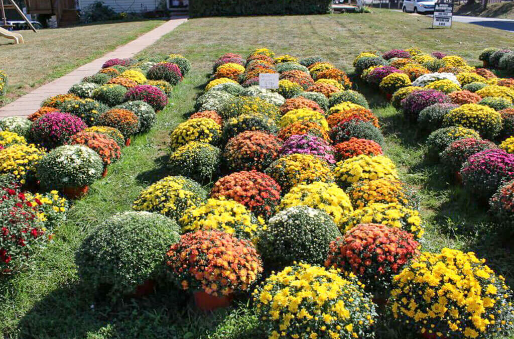 Wayside Produce East Earl PA A row of potted mums at a greenhouse.