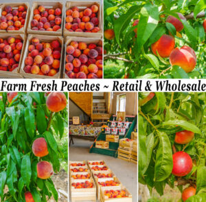 Collage of Spring House Peach Farm's Peaches