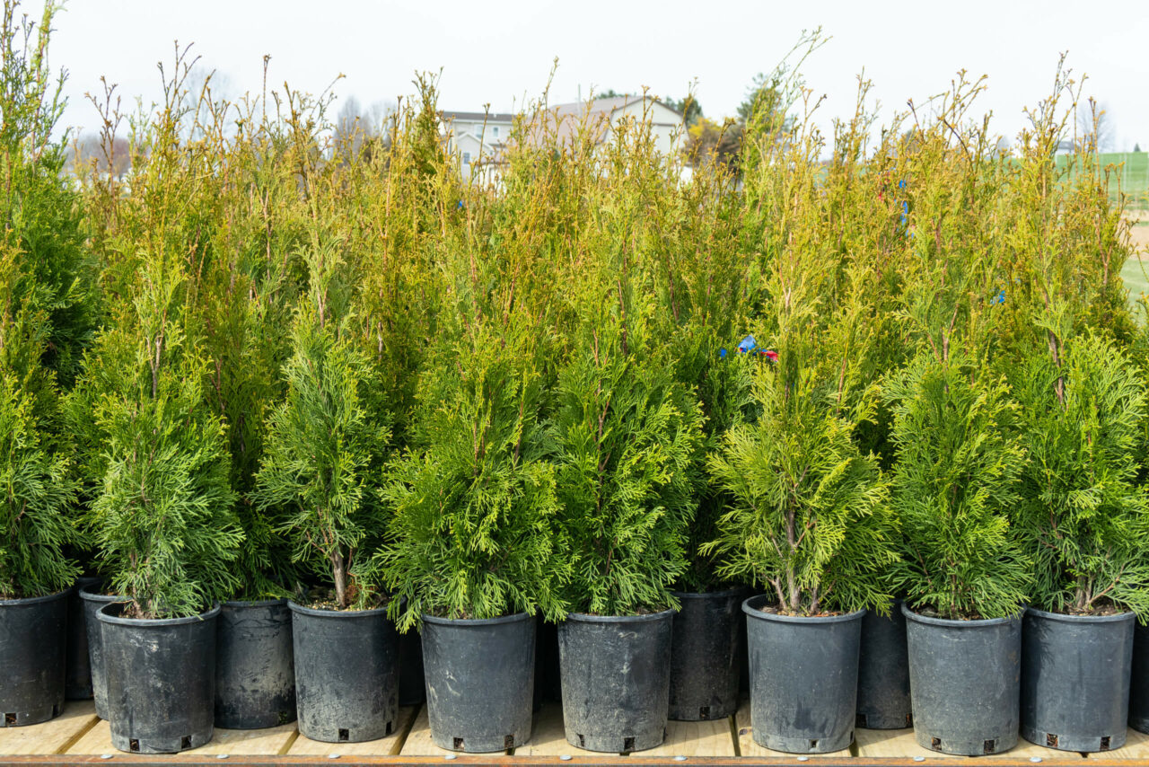 Conestoga Nursery reallancastercounty