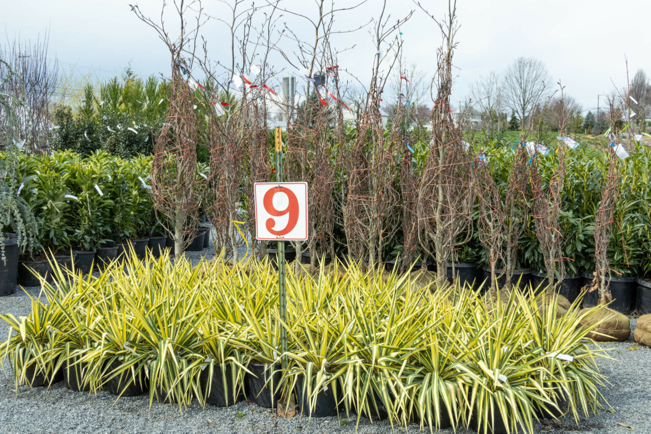 Conestoga Nursery reallancastercounty