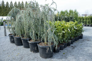 Potted plants at a nursery with a variety of shrubs and trees on a gravel surface.