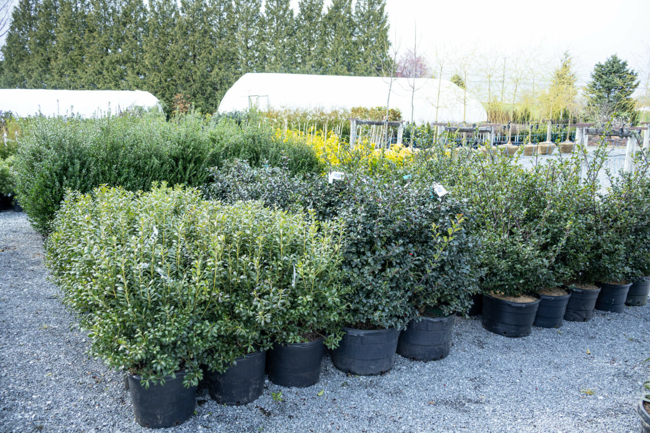 Conestoga Nursery reallancastercounty