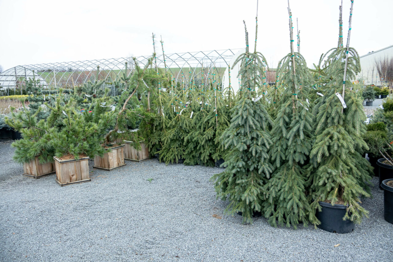 Conestoga Nursery reallancastercounty