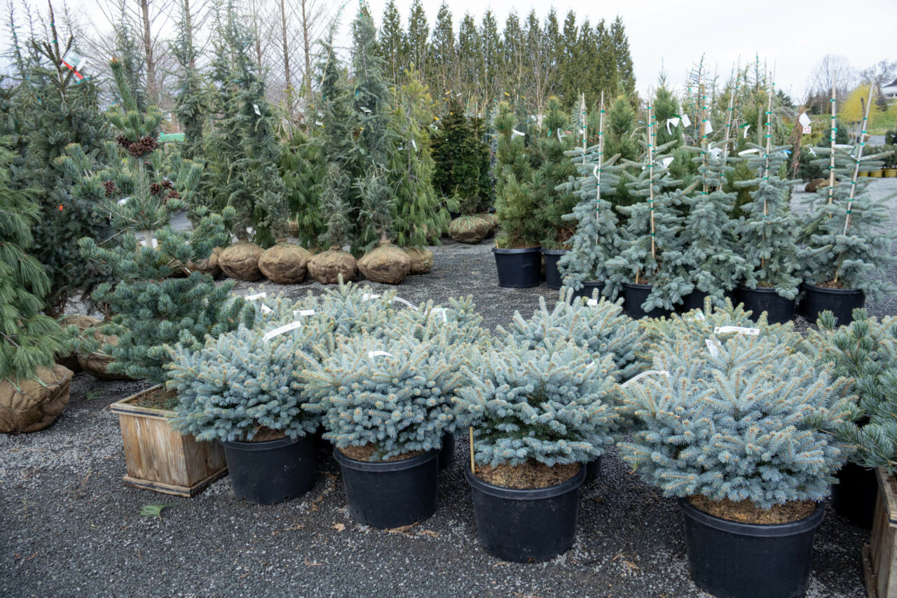 Conestoga Nursery reallancastercounty