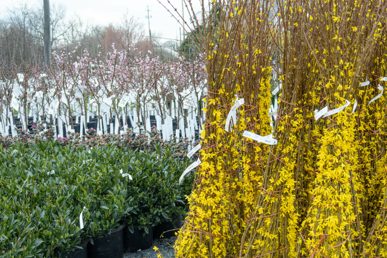 Conestoga Nursery reallancastercounty