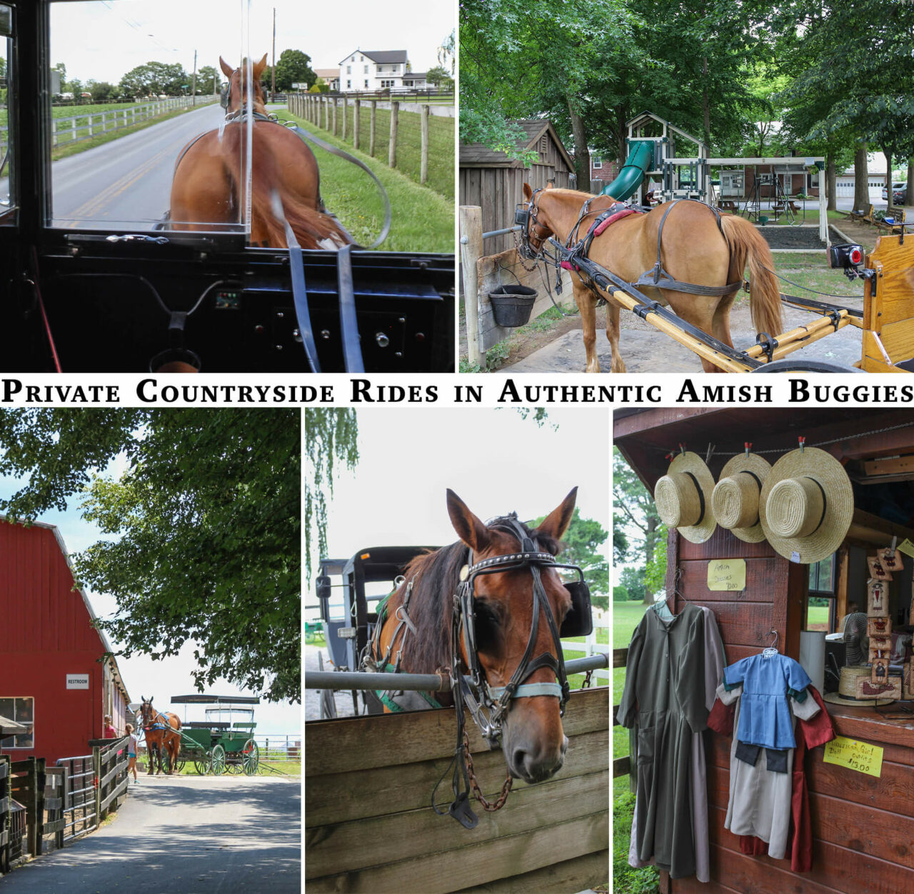 Abe’s Buggy Rides | reallancastercounty