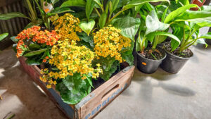 A wooden crate with vibrant yellow and orange flowers next to green potted plants in an indoor setting.