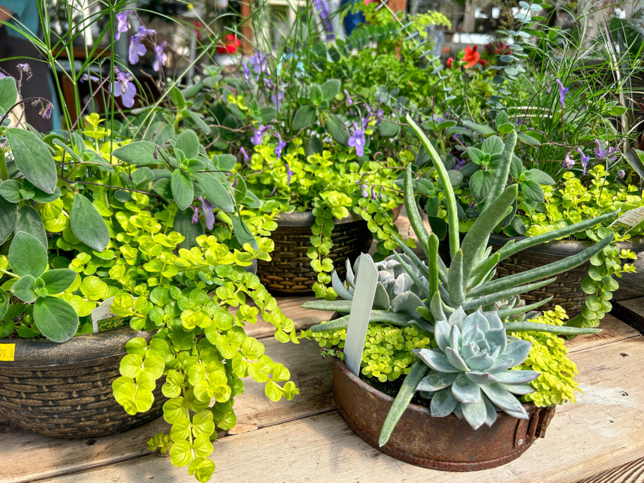 Hoover’s Greenhouse of Leola reallancastercounty