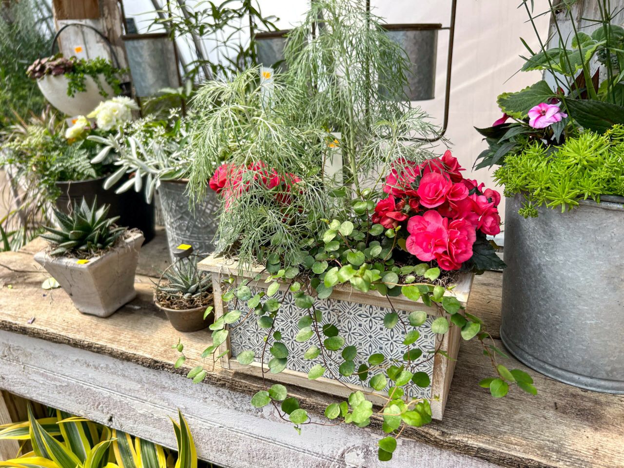 Hoover’s Greenhouse of Leola reallancastercounty