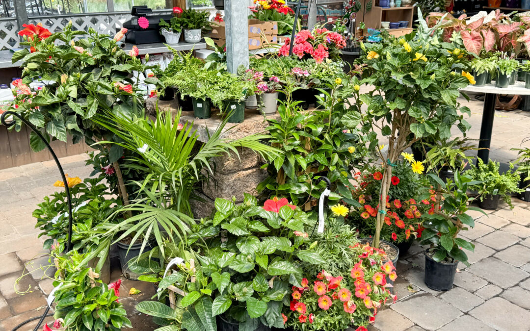 Reiff's Farm Market Ephrata PA A display of various potted plants and flowers arranged outside on a paved surface, including hibiscus, palm, and assorted blooming plants.