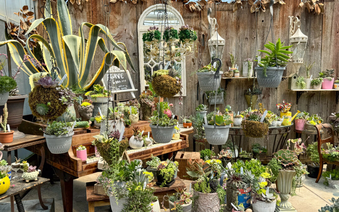 Reiff's Farm Market Ephrata PA A variety of potted plants, primarily succulents, arranged on tables and hanging from a wooden fence in a greenhouse. A chalkboard sign reads "Plants for sale," surrounded by various gardening items.