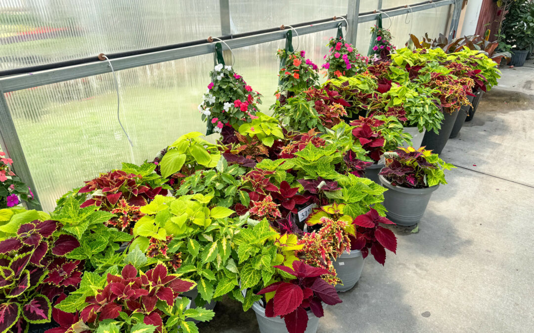 Reiff's Farm Market Ephrata PA A variety of potted plants with colorful foliage and flowers are arranged on the floor of a greenhouse.
