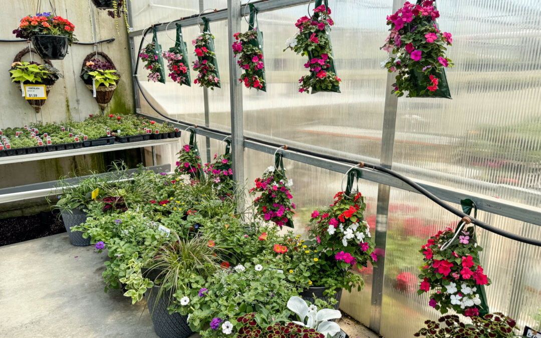 Reiff's Farm Market Ephrata PA A greenhouse interior featuring various hanging flower baskets and potted plants arranged neatly on shelves and the floor. The flowers are blooming in vibrant colors including pink, white, and red.