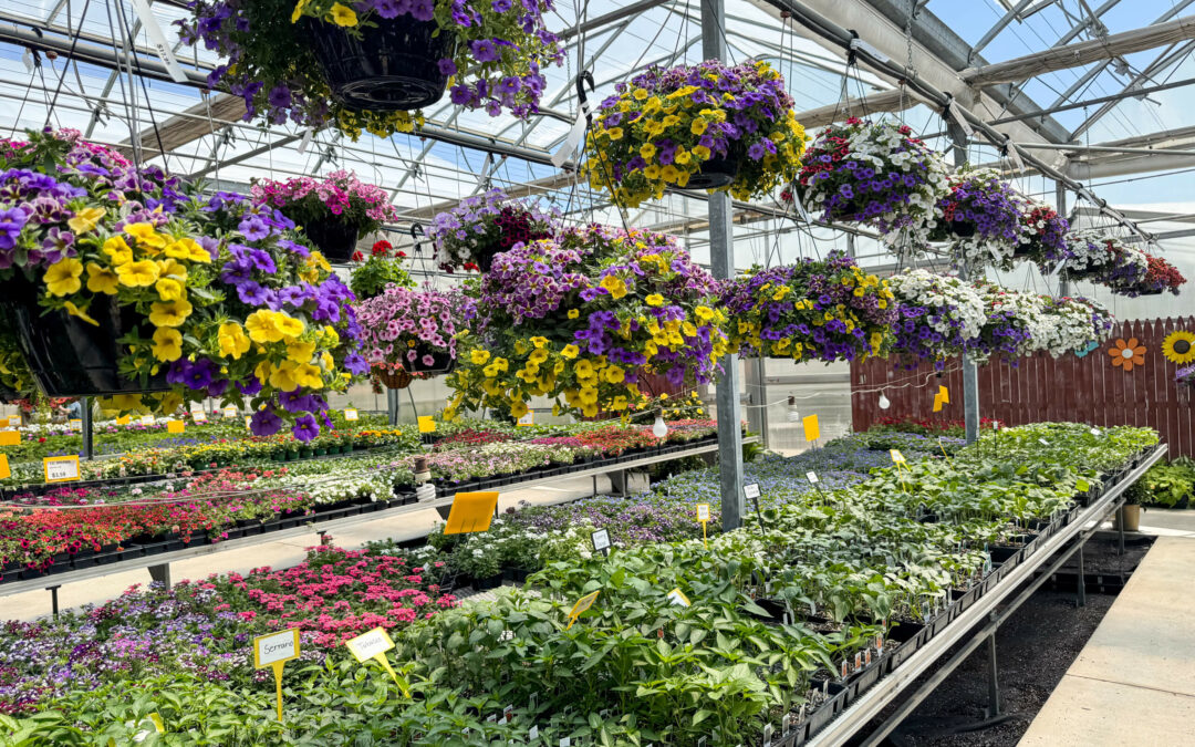 Reiff's Farm Market Ephrata PA A greenhouse filled with hanging baskets of colorful flowers and tables with potted plants arranged below. Overhead glass roofing allows sunlight to illuminate the plants.