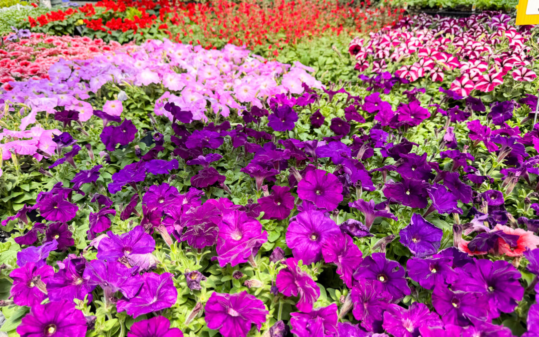 Reiff's Farm Market Ephrata PA A colorful display of blooming flowers, including purple, pink, red, and white varieties, arranged in rows at a garden nursery.