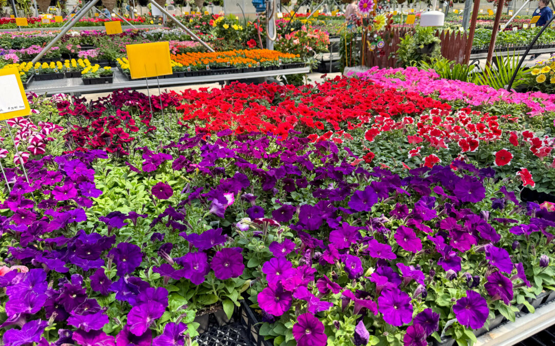 Reiff's Farm Market Ephrata PA Rows of vibrant purple, red, and pink flowers in bloom at a garden center with various other plants and flowers in the background.