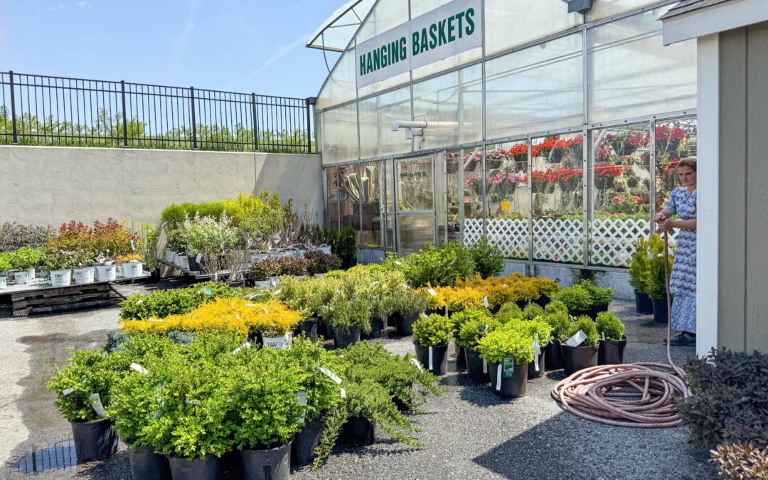 Reiff's Farm Market Ephrata PA A garden center with numerous plants in pots arranged on the ground in front of a greenhouse labeled "Hanging Baskets."