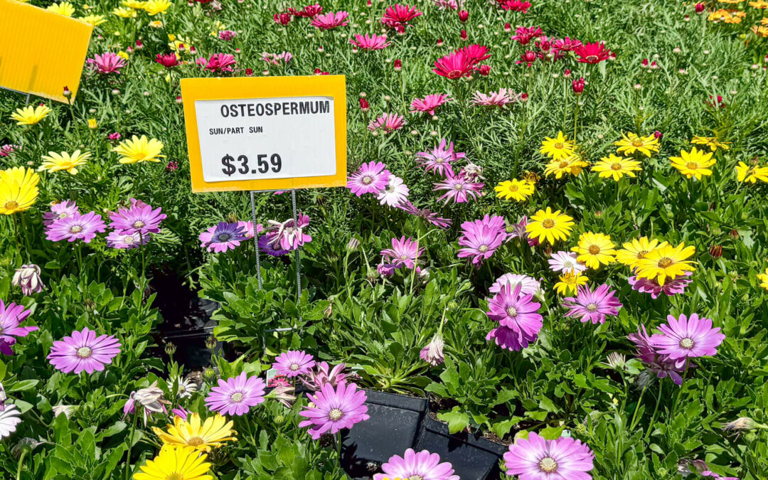 Reiff's Farm Market Ephrata PA Vibrant display of Osteospermum flowers in various colors with a price sign reading "$3.59" at a garden center.