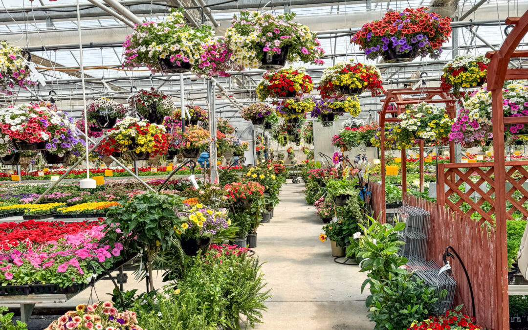Reiff's Farm Market Ephrata PA A greenhouse filled with various colorful flowers in pots and hanging baskets, organized in rows along a central walkway.