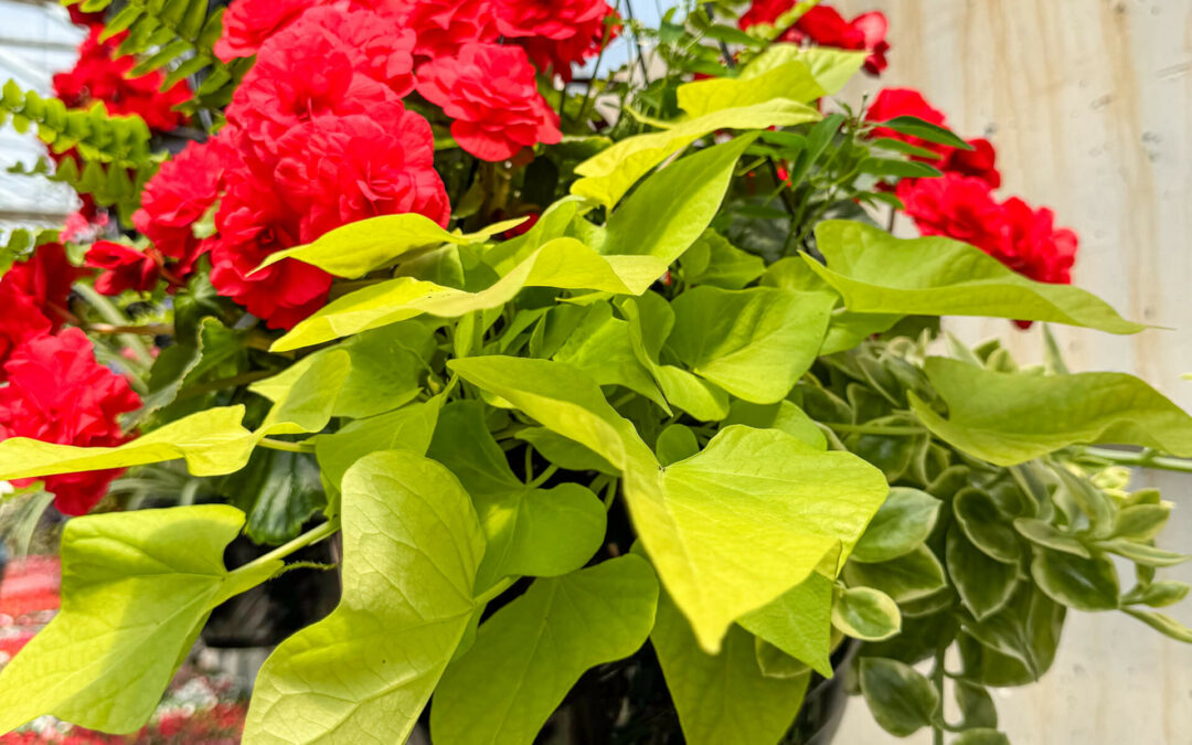 Reiff's Farm Market Ephrata PA Hanging basket with red flowers, bright green foliage, and fern leaves inside a greenhouse.