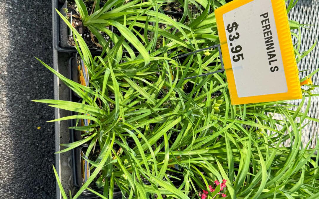 Reiff's Farm Market Ephrata PA Trays of green perennial plants with a yellow sign that reads “PERENNIALS $3.95” placed among them.