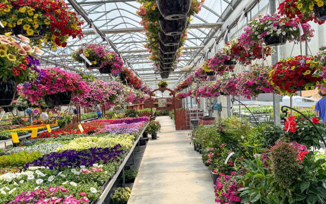 Reiff's Farm Market Ephrata PA A greenhouse interior with rows of colorful flowers on tables and hanging baskets arranged above. The space is bright and well-structured, creating a vibrant atmosphere.