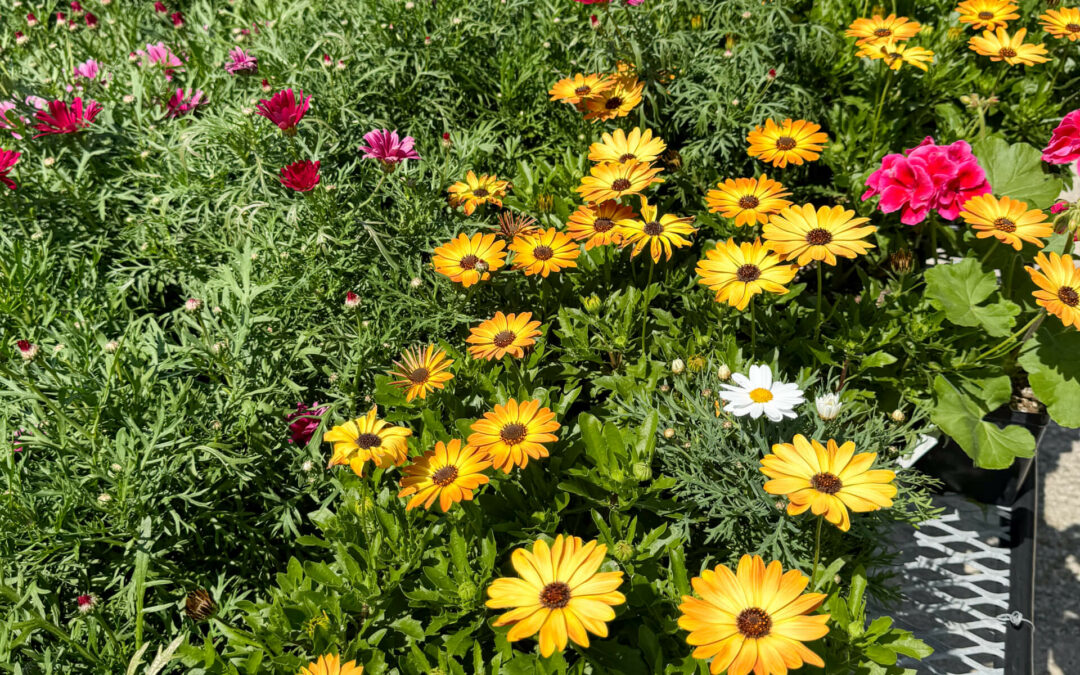 Reiff's Farm Market Ephrata PA A variety of colorful flowers, including yellow and pink blooms, displayed on an outdoor plant stand at a garden center.