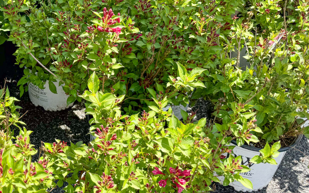 Reiff's Farm Market Ephrata PA Several potted plants with lush green leaves and pink flowers are arranged on a paved surface in sunlight.