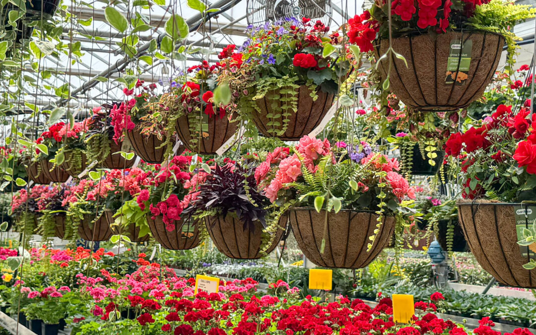 Reiff's Farm Market Ephrata PA A greenhouse filled with vibrant hanging baskets of red flowers and rows of potted red flowering plants on the floor beneath them.