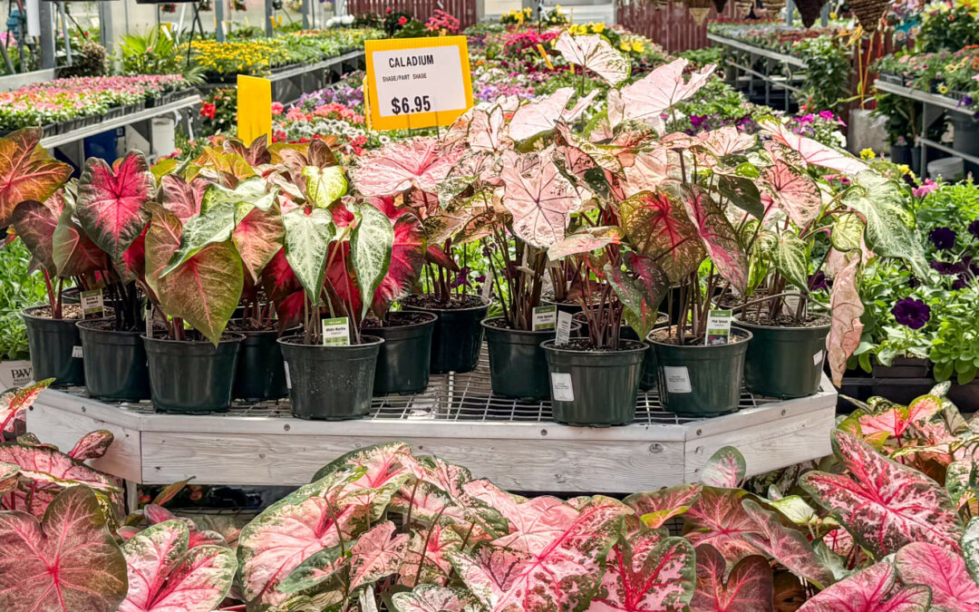 Reiff's Farm Market Ephrata PA A garden center displays a variety of Caladium plants with colorful leaves, priced at $6.95 each, alongside hanging baskets of vibrant flowering plants.