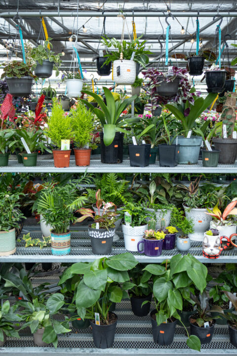 Black Creek Greenhouse - reallancastercounty