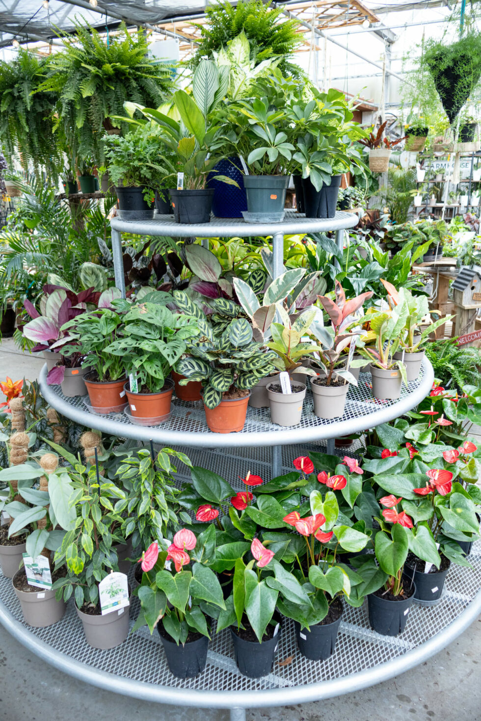 Black Creek Greenhouse - reallancastercounty