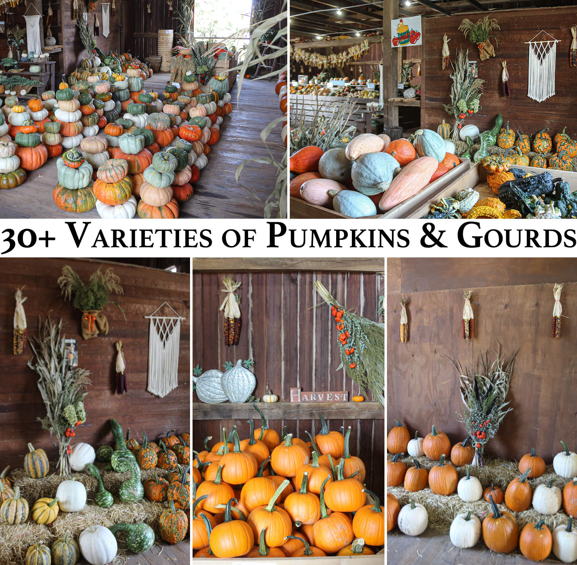 Pine Hill Farms Lititz PA A collage shows various pumpkins and gourds displayed in a rustic setting, with a sign reading "30+ Varieties of Pumpkins & Gourds." The scene includes autumn decorations and wooden walls.